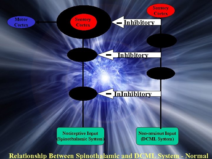 Sensory Cortex Motor Cortex Sensory Cortex Inhibitory Thalamus Inhibitory DCN Dorsal Horn Nociceptive Input