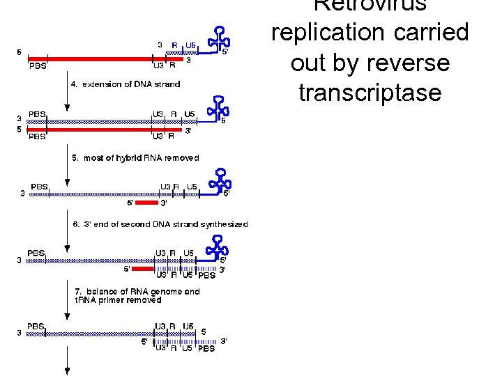 Retrovirus replication carried out by reverse transcriptase 