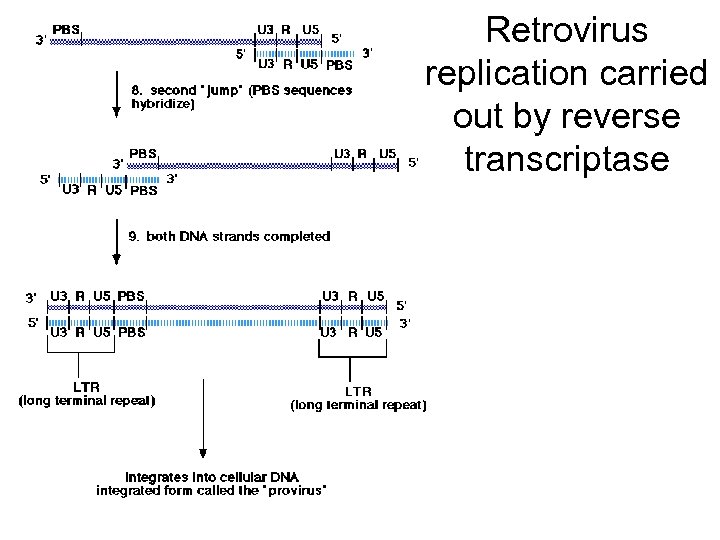 Retrovirus replication carried out by reverse transcriptase 