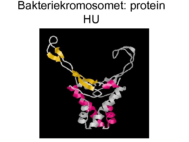 Bakteriekromosomet: protein HU 