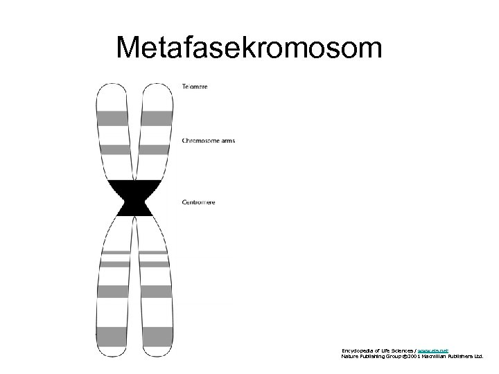 Metafasekromosom Encyclopedia of Life Sciences / www. els. net Nature Publishing Group © 2001