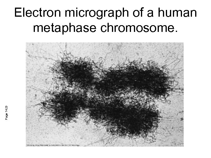 Page 1423 Electron micrograph of a human metaphase chromosome. 