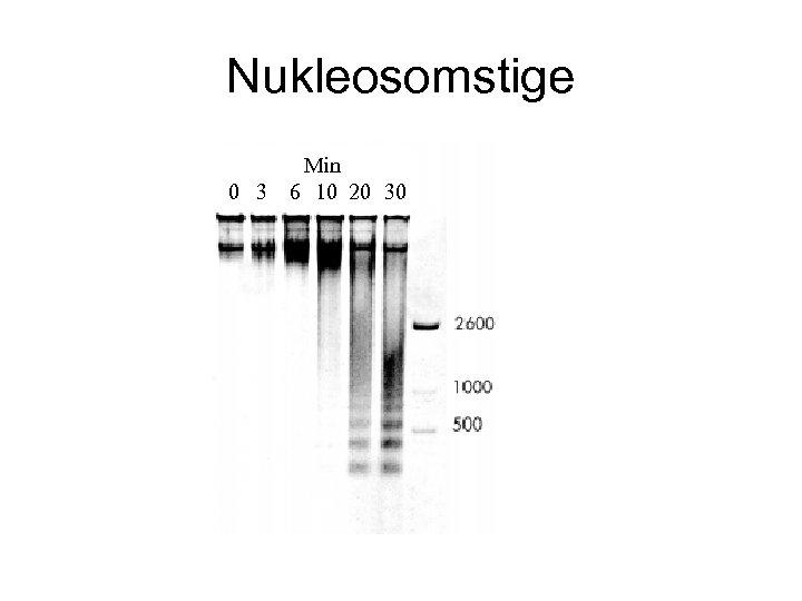 Nukleosomstige 0 3 Min 6 10 20 30 