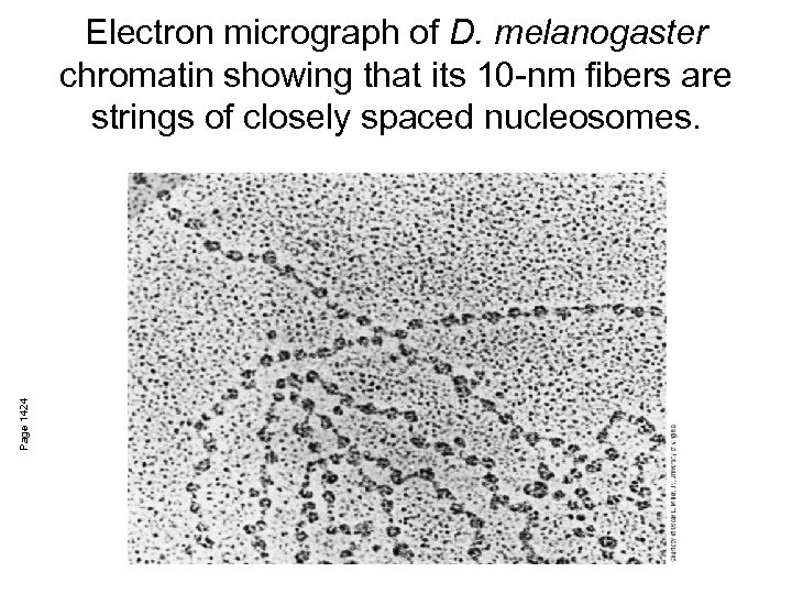 Page 1424 Electron micrograph of D. melanogaster chromatin showing that its 10 -nm fibers