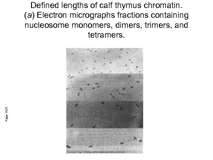 Page 1425 Defined lengths of calf thymus chromatin. (a) Electron micrographs fractions containing nucleosome