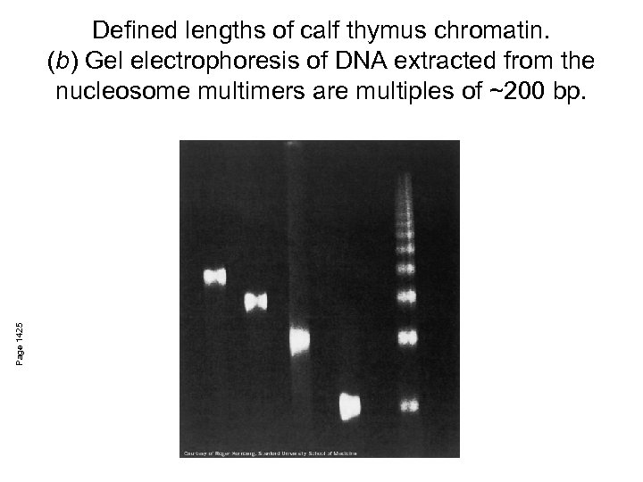 Page 1425 Defined lengths of calf thymus chromatin. (b) Gel electrophoresis of DNA extracted