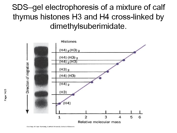 Page 1425 SDS–gel electrophoresis of a mixture of calf thymus histones H 3 and