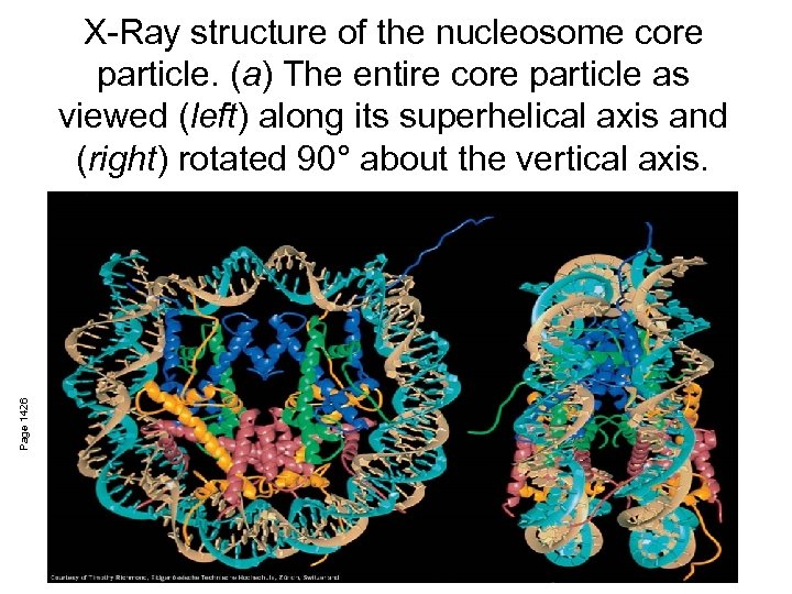 Page 1426 X-Ray structure of the nucleosome core particle. (a) The entire core particle