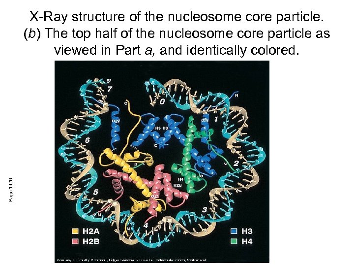 Page 1426 X-Ray structure of the nucleosome core particle. (b) The top half of