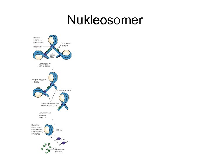 Nukleosomer 