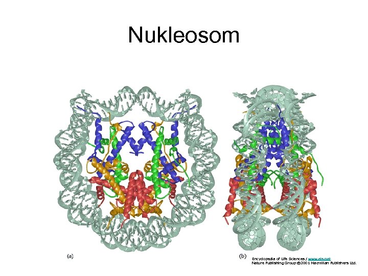 Nukleosom Encyclopedia of Life Sciences / www. els. net Nature Publishing Group © 2001