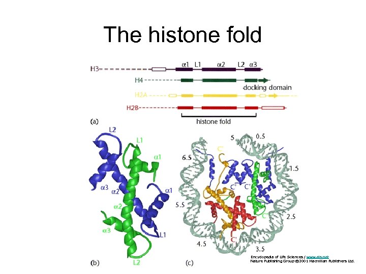 The histone fold Encyclopedia of Life Sciences / www. els. net Nature Publishing Group