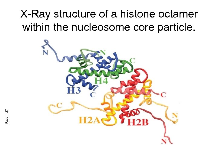 Page 1427 X-Ray structure of a histone octamer within the nucleosome core particle. 