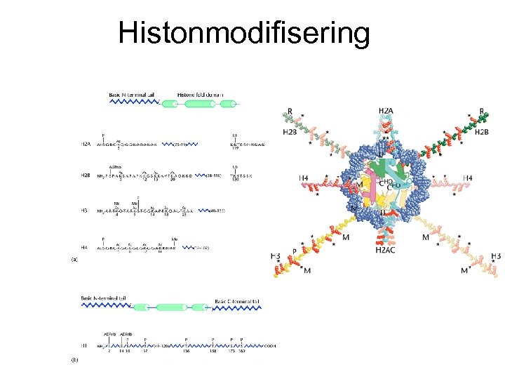 Histonmodifisering 