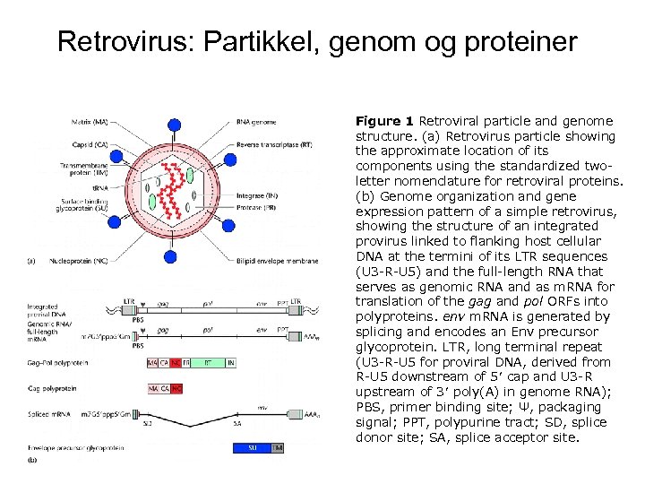 Retrovirus: Partikkel, genom og proteiner Figure 1 Retroviral particle and genome structure. (a) Retrovirus