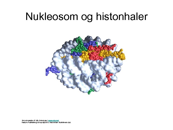 Nukleosom og histonhaler Encyclopedia of Life Sciences / www. els. net Nature Publishing Group