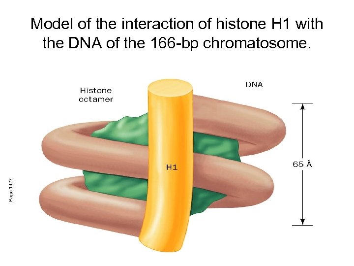 Page 1427 Model of the interaction of histone H 1 with the DNA of