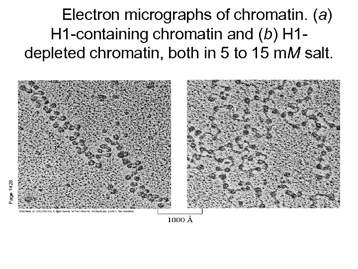 Page 1428 Electron micrographs of chromatin. (a) H 1 -containing chromatin and (b) H