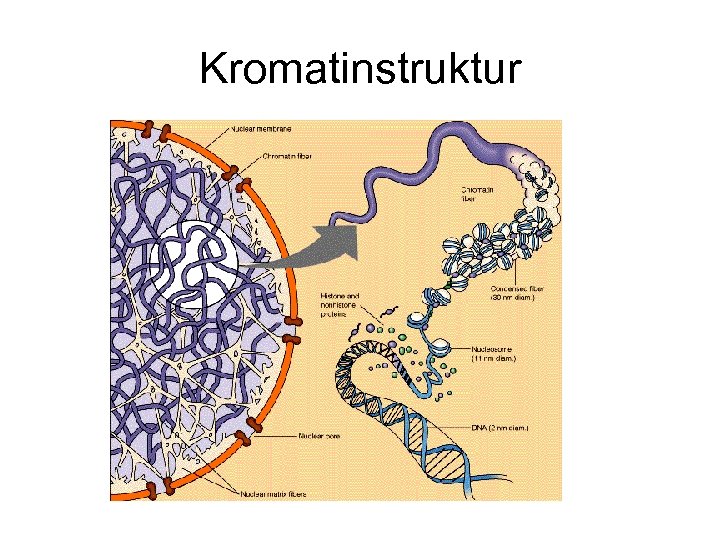 Kromatinstruktur 