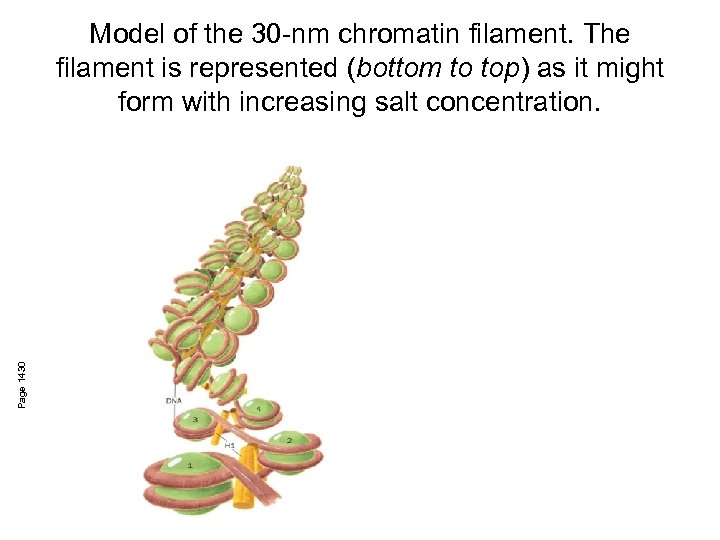 Page 1430 Model of the 30 -nm chromatin filament. The filament is represented (bottom