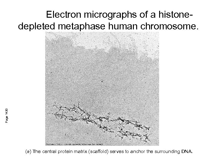 Page 1430 Electron micrographs of a histonedepleted metaphase human chromosome. (a) The central protein