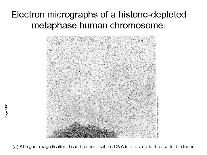 Page 1430 Electron micrographs of a histone-depleted metaphase human chromosome. (b) At higher magnification