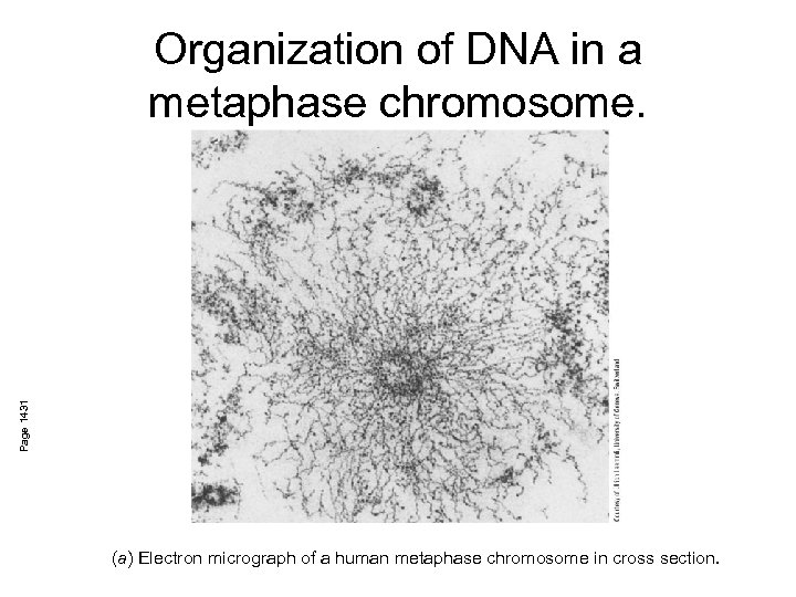 Page 1431 Organization of DNA in a metaphase chromosome. (a) Electron micrograph of a