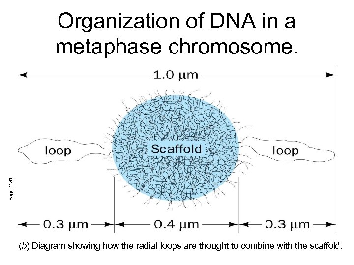 Page 1431 Organization of DNA in a metaphase chromosome. (b) Diagram showing how the