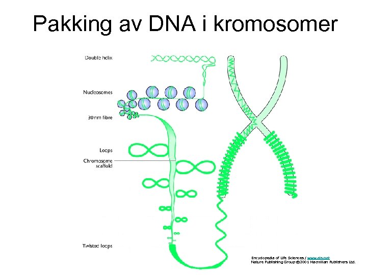 Pakking av DNA i kromosomer Encyclopedia of Life Sciences / www. els. net Nature