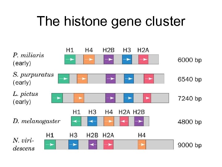 The histone gene cluster 