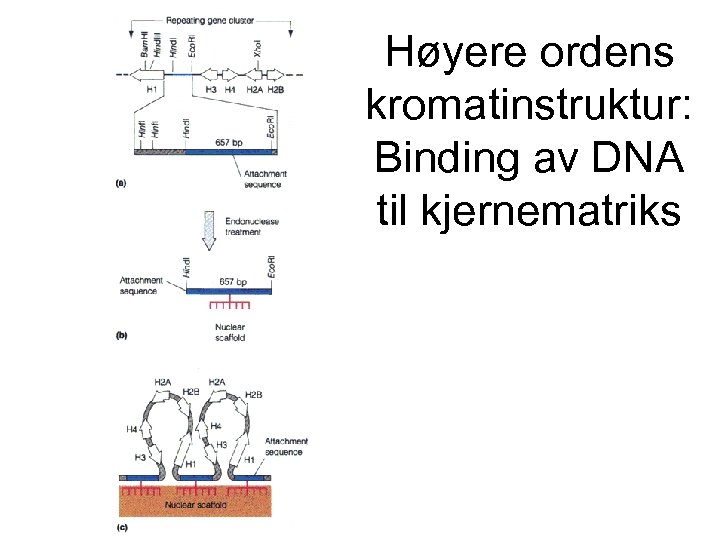 Høyere ordens kromatinstruktur: Binding av DNA til kjernematriks 