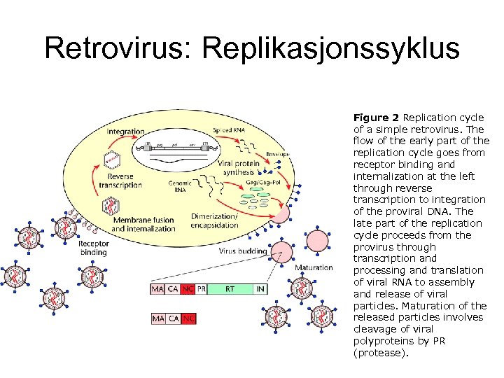 Retrovirus: Replikasjonssyklus Figure 2 Replication cycle of a simple retrovirus. The flow of the