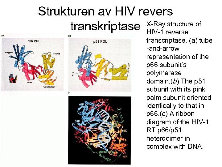 Strukturen av HIV revers structure transkriptase X-Rayreverse of HIV-1 transcriptase. (a) tube -and-arrow representation