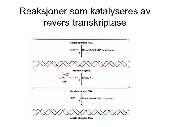 Reaksjoner som katalyseres av revers transkriptase 