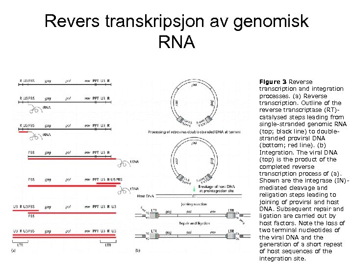 Revers transkripsjon av genomisk RNA Figure 3 Reverse transcription and integration processes. (a) Reverse