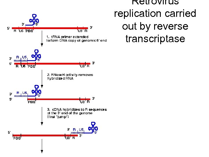 Retrovirus replication carried out by reverse transcriptase 