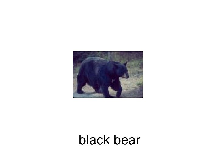 black bear 