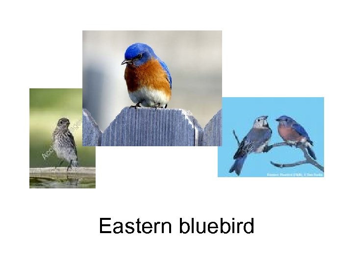 Eastern bluebird 