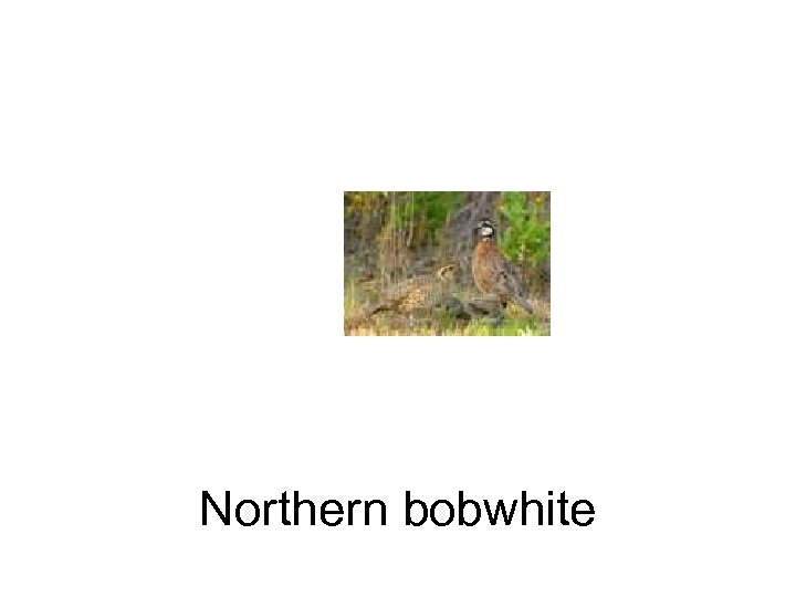 Northern bobwhite 