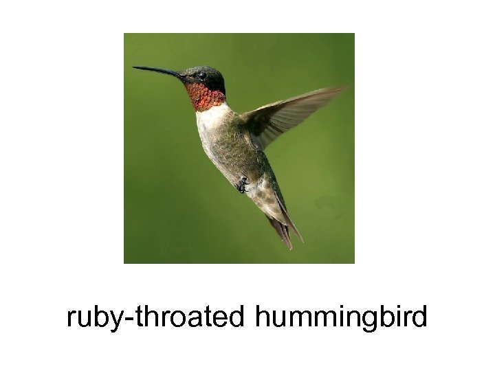 ruby-throated hummingbird 