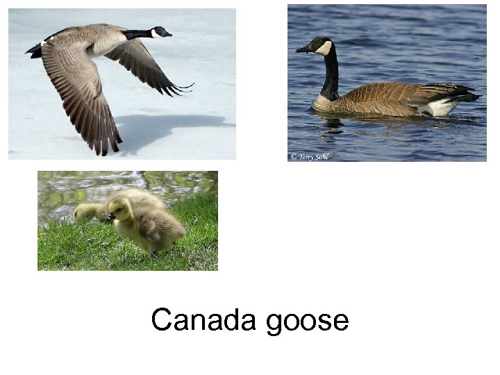 Canada goose 