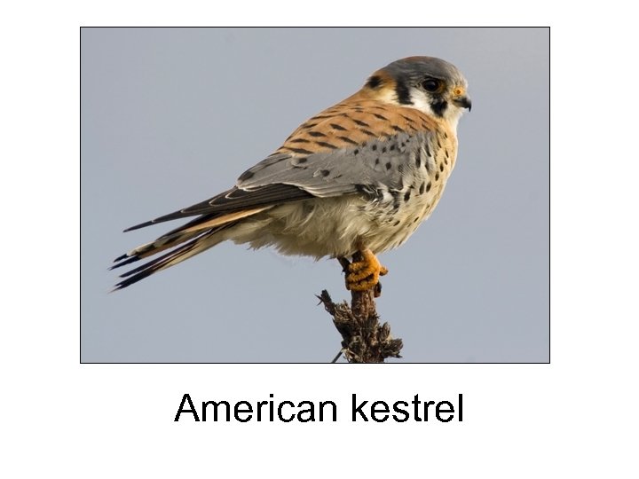 American kestrel 