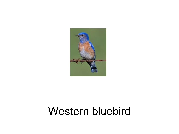 Western bluebird 