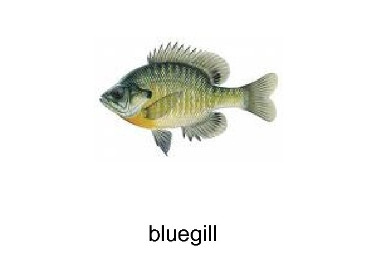 bluegill 