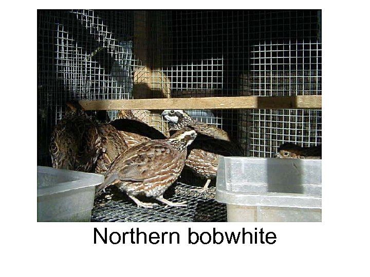 Northern bobwhite 