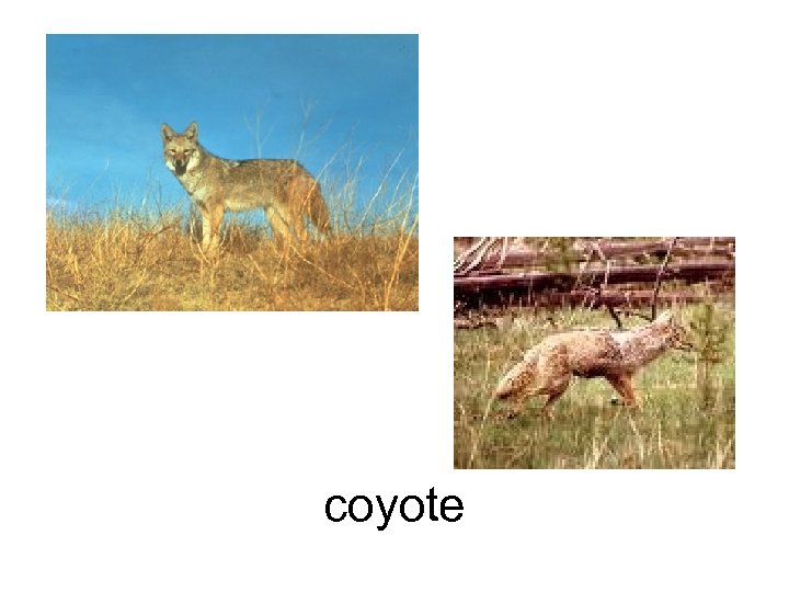 coyote 
