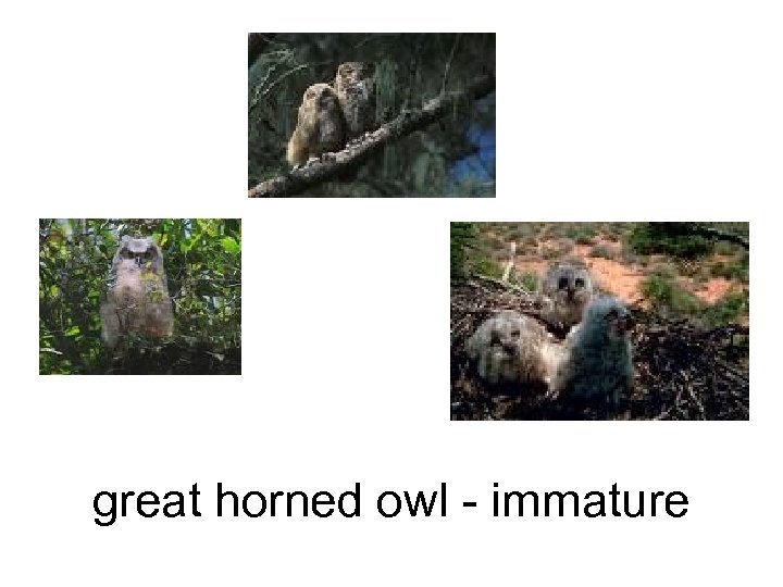 great horned owl - immature 