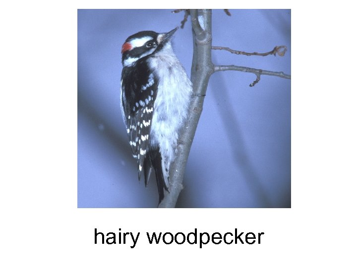 hairy woodpecker 