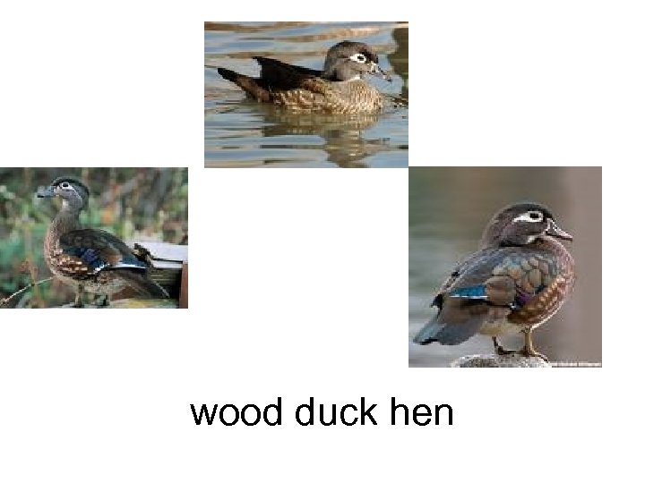wood duck hen 