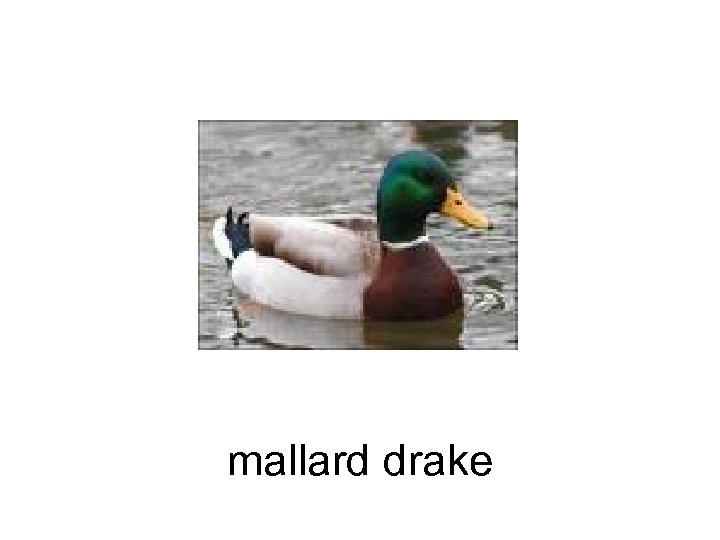 mallard drake 